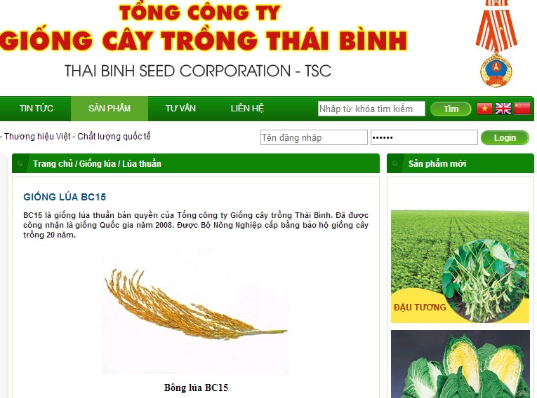 Giống lúa BC15 được Tổng công ty giống cây trồng Thái Bình giới thiệu